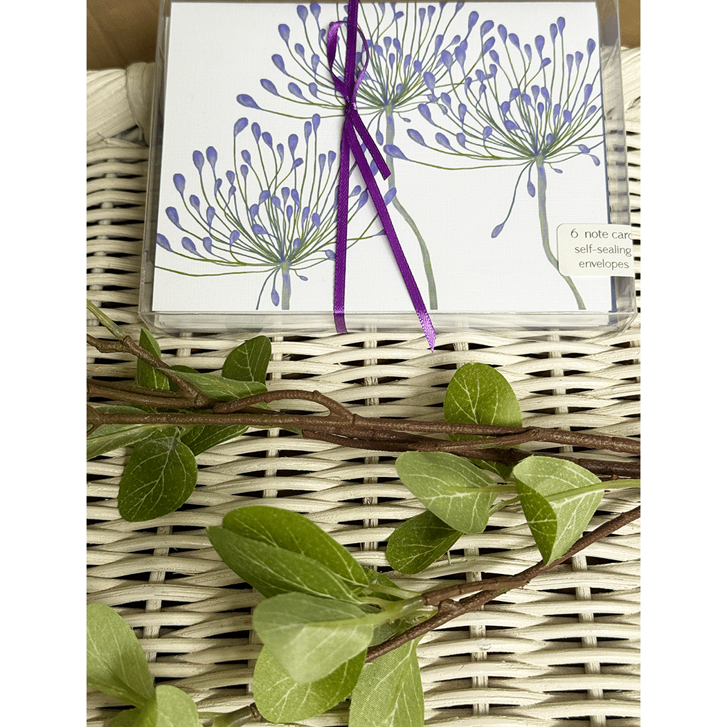 Agapanthus' to edge box