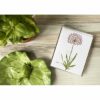 allium note card