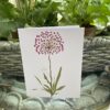 allium note card