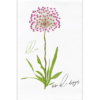 a single stem of a pink allium with green leaves coming up from the bottom of the plant on a flour sack towel