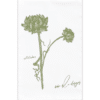 a stem with two artichokes along with their vines on a flour sack towel