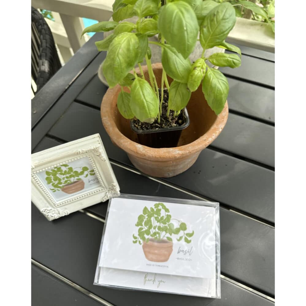 basil basilico note card box