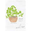 a clay pot filled with sweet basil and the words; Basil 'Basilico' 'vaso di terracotta.' 