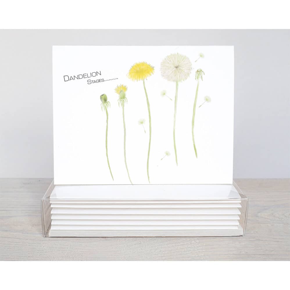 dandelion stages note cards