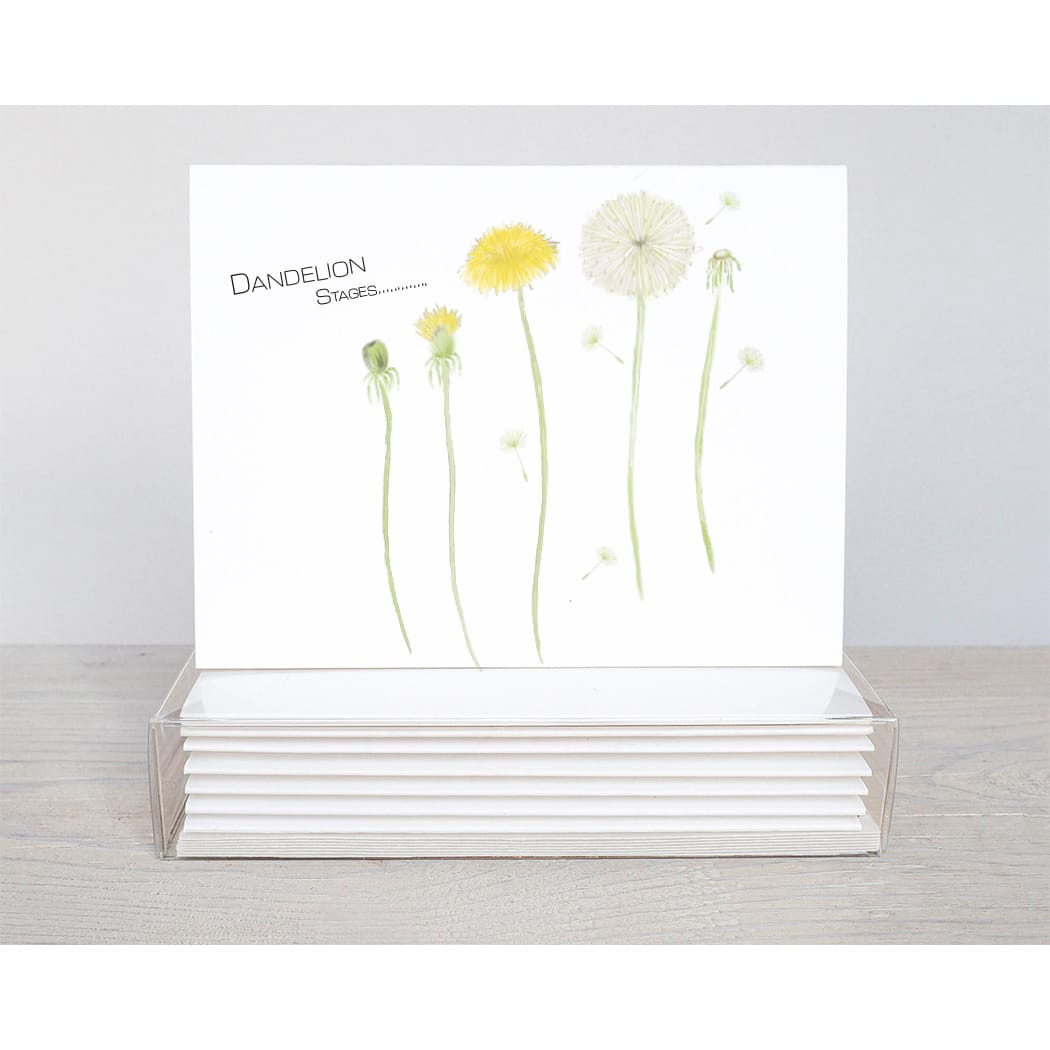 dandelion stages note cards