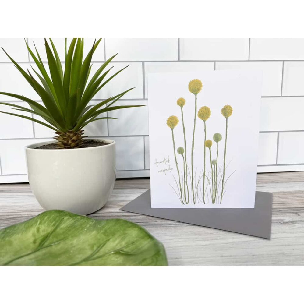 drumstick craspedia note cards
