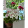 geranium note card stem extends to inside