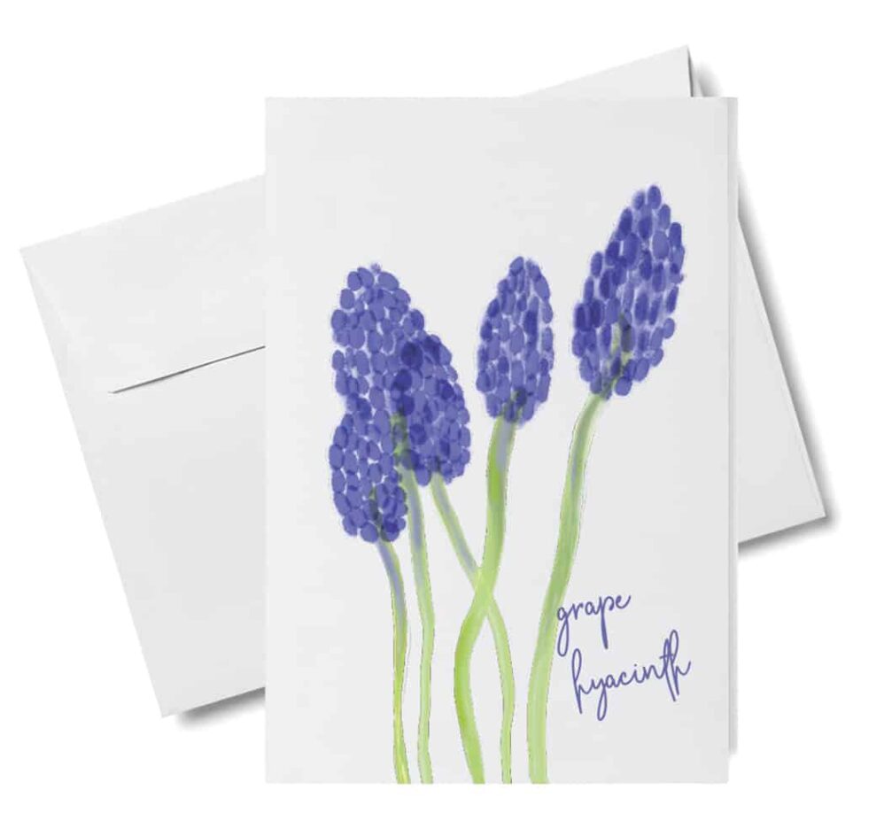 grape hyacinth