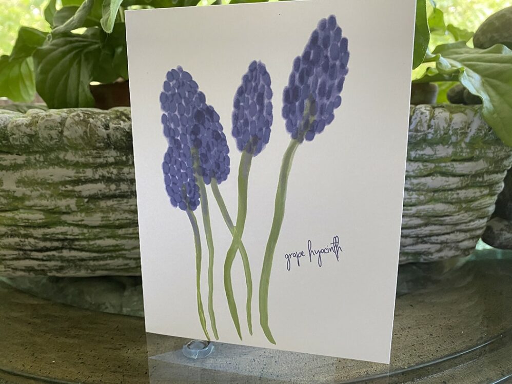 grape hyacinth