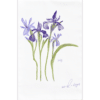 purple iris stems