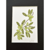 VINE OF GREEN OLIVES with black matting