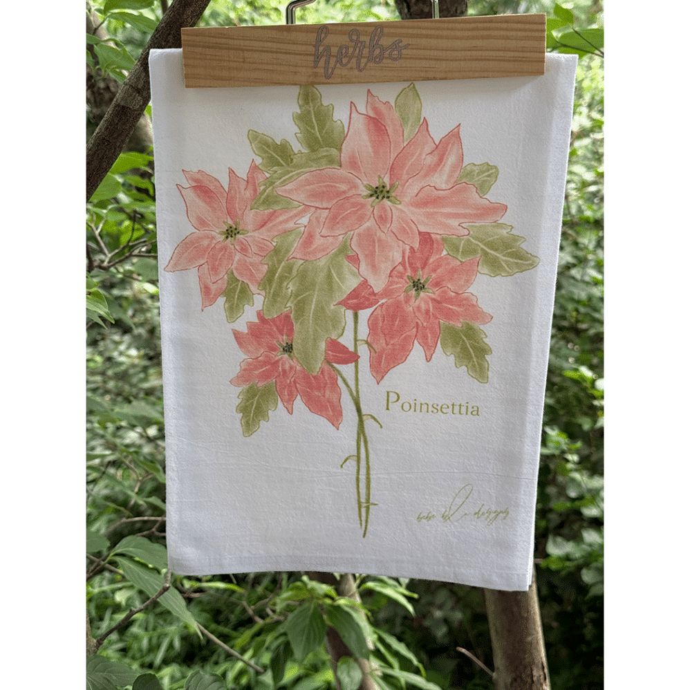 poinsettia outside