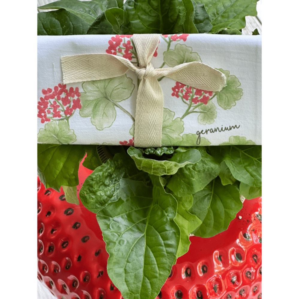 red geranium wrapped outside2