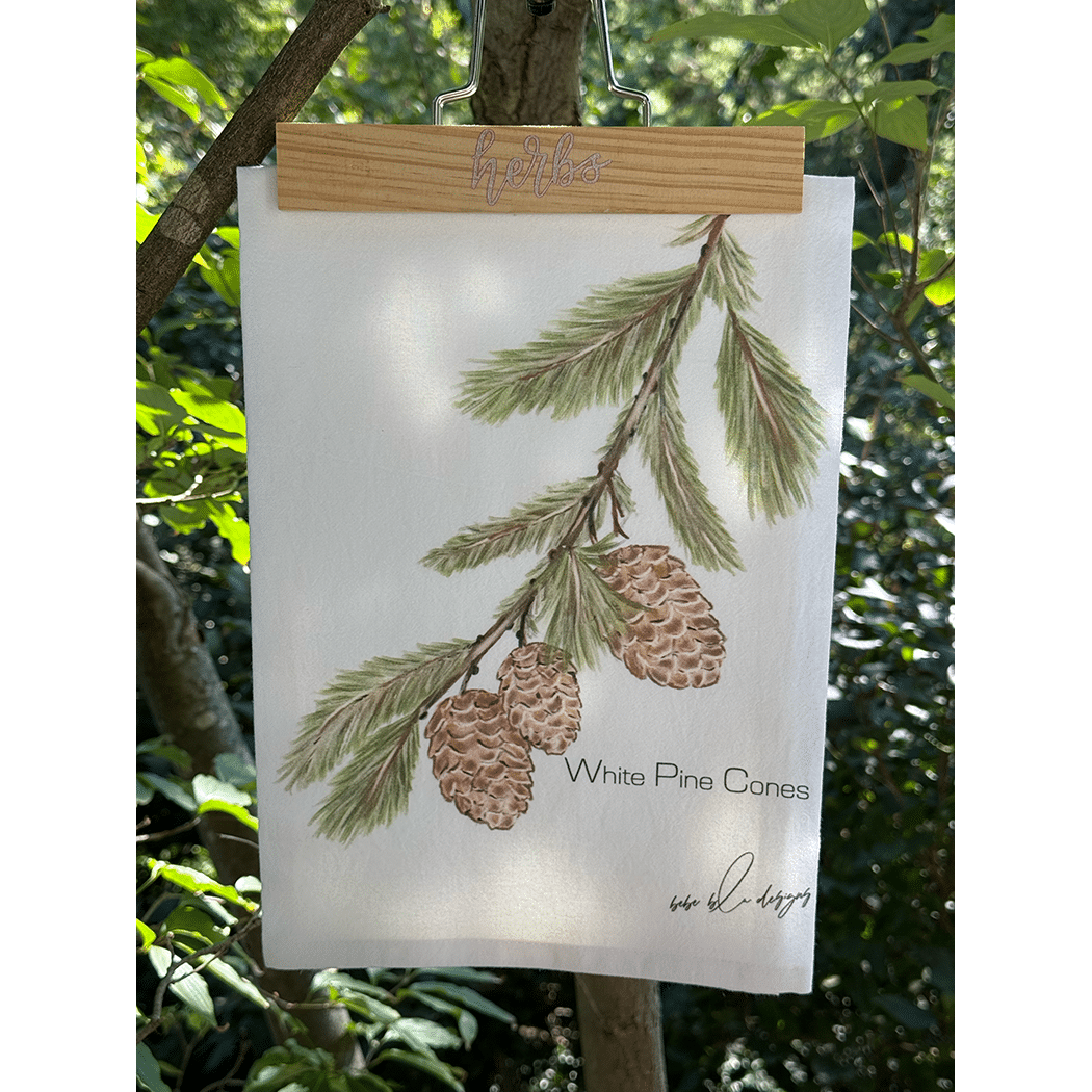 white pine cones outside