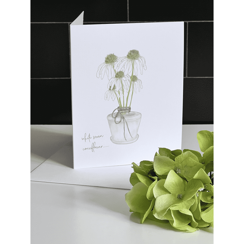 white swan coneflower notes