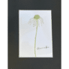 white swan coneflower print with black matting